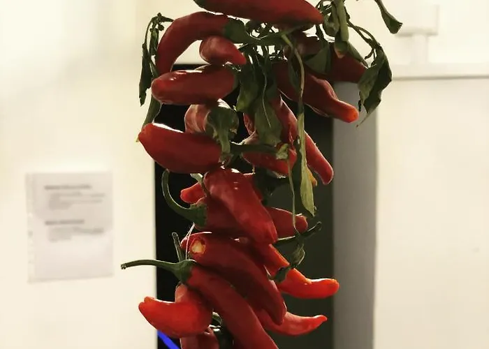 H Friendly * エルコラーノ